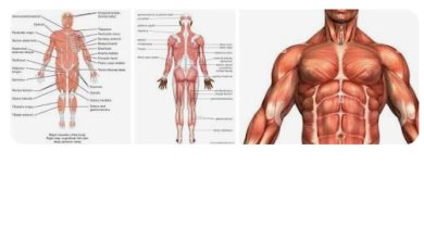 wellhealthorganic.com/how-to-build-muscle-know-tips-to-increase-muscles